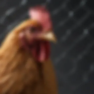 Specialty supplier showcasing unique chicken wire designs