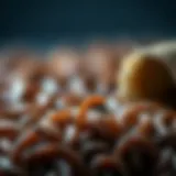 Finding the Best Price on Dried Mealworms Introduction Finding the Best Price on Dried Mealworms Introduction