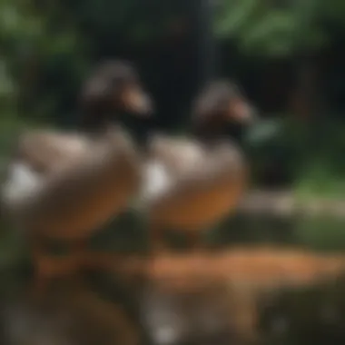 Domestic ducks enjoying floating food pellets