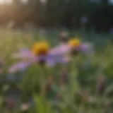 Vibrant wildflowers attracting mason bees in a garden setting