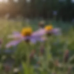 Vibrant wildflowers attracting mason bees in a garden setting