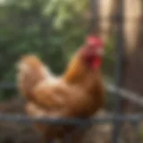 Galvanized chicken wire mesh used in pet enclosures
