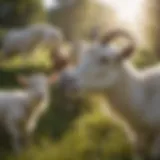 A diverse group of goat breeds grazing in a lush pasture