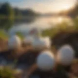 A close-up view of Muscovy duck eggs in a natural setting