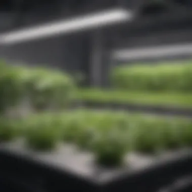 Comparison of Hydroponic Systems Different types of hydroponic systems displayed for comparison and selection.