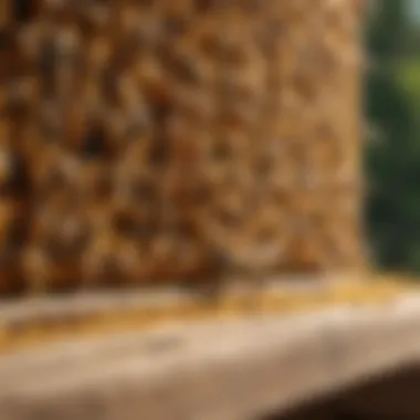 A thriving bee colony in a wooden hive.