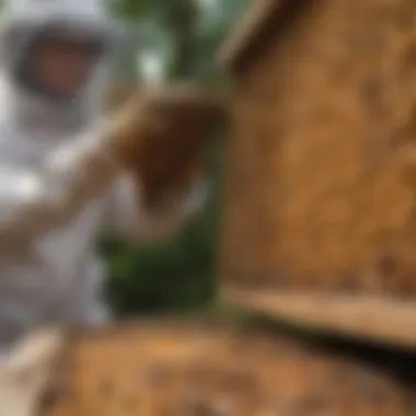 A beekeeper inspecting a hive filled with bees.