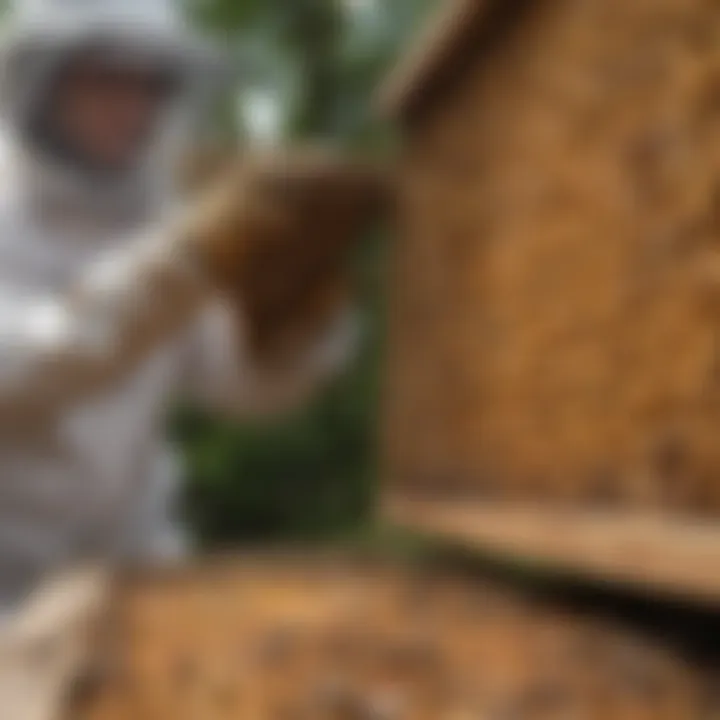 A beekeeper inspecting a hive filled with bees.