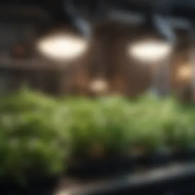 Diverse Herbs in Hydroponic Systems A hydroponic setup showcasing various herbs in a controlled environment