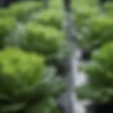 Close-up view of vibrant green lettuce thriving in a hydroponic system