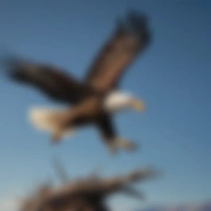 A majestic bald eagle soaring against a clear blue sky, representing avian power and grace.