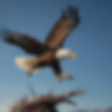 Bald Eagle in Flight A majestic bald eagle soaring against a clear blue sky, representing avian power and grace.
