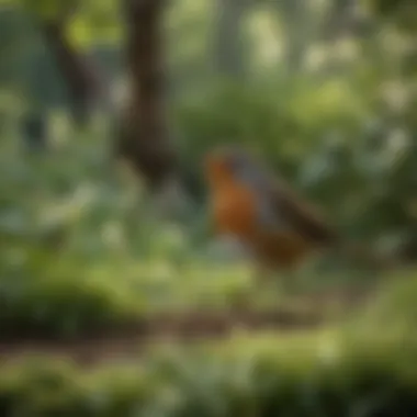Robin in a Garden Setting A serene view of a robin foraging in a lush green garden during spring.