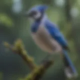 A vibrant blue jay perched on a branch, showcasing its distinctive plumage.