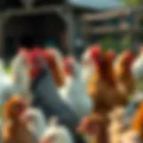 A serene poultry environment showcasing a diverse flock of chickens