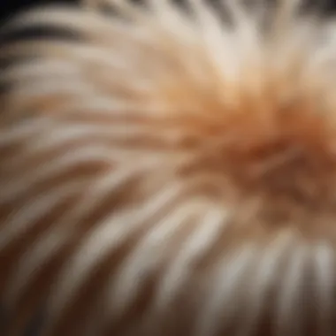 A close-up view of a long tail chicken's unique feather structure highlighting their elegance.