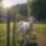 Innovative mobile goat fencing setup in a pastoral landscape