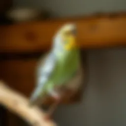 Natural wood perches for budgies