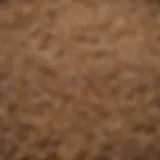 A vibrant array of grains and seeds suitable for duck diets