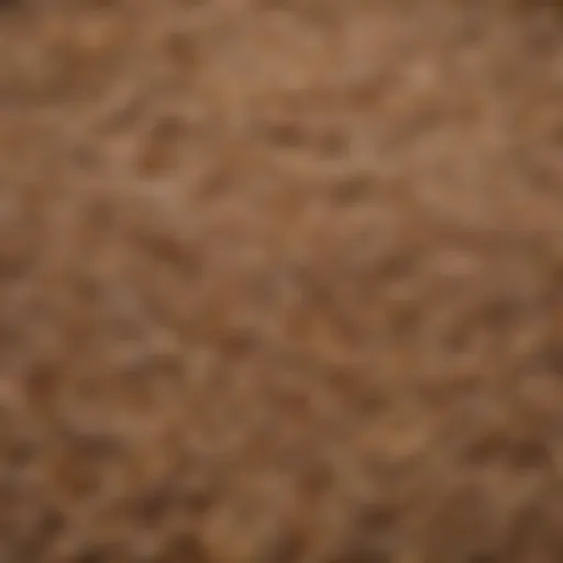A vibrant array of grains and seeds suitable for duck diets