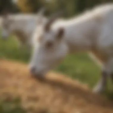 Goats Grazing with Grains Close-up of healthy goats grazing on pasture with grains nearby.