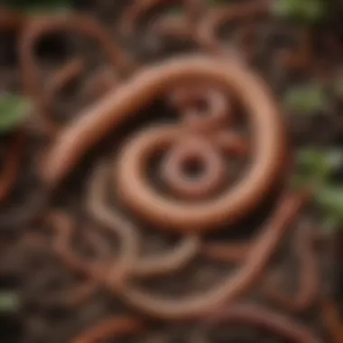 A vibrant compost bin filled with healthy worms, illustrating optimal living conditions.