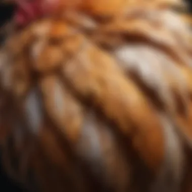 Close-up of chicken feather patterns