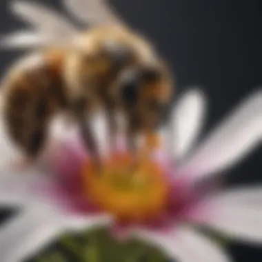 Bee in Action: Nectar Collection Close-up of a bee collecting nectar from a flower