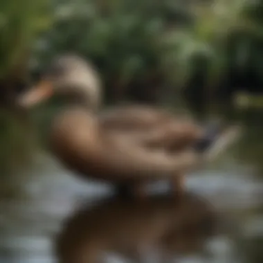 Importance of Ongoing Maintenance Regular maintenance of a duck pen