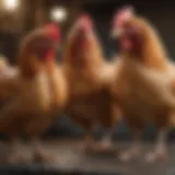 Diverse chicken breeds showcasing unique characteristics