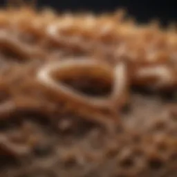 A close-up of healthy mealworms in a habitat