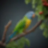 Vibrant parakeets perched on a colorful branch