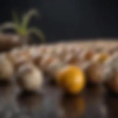 Essential Equipment for Quail Egg Farming Essential equipment for quail egg farming
