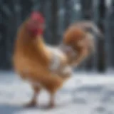 Cold-hardy chicken breed in a snowy environment
