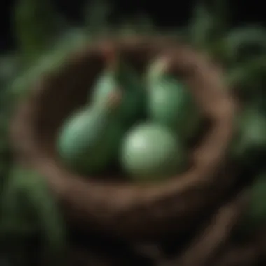 A nest with striking green eggs laid by Starlight Green Egger chickens