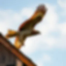 A hawk soaring in the sky above a chicken coop