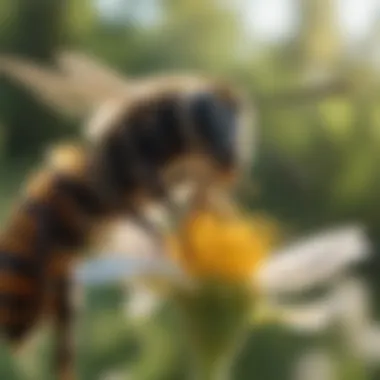 Close-up of a native bee pollinating a flower