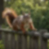 A well-maintained garden with squirrel-proof fencing