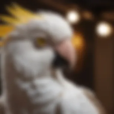 Design elements enhancing cockatoo comfort