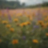 A vibrant field of wildflowers attracting honey bees