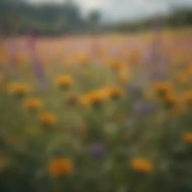 Wildflower Field: A Haven for Honey Bees A vibrant field of wildflowers attracting honey bees
