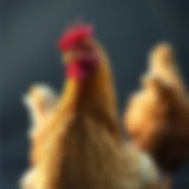 The Brown Egg Layer: Insights and Implications Summary The Brown Egg Layer: Insights and Implications Summary