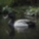 A striking black and white duck gracefully swimming in a serene pond