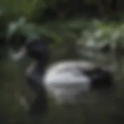 A striking black and white duck gracefully swimming in a serene pond