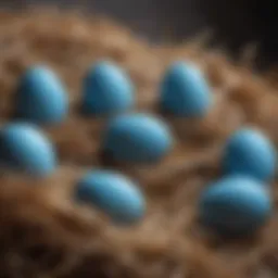 A striking display of blue eggs nestled in hay.