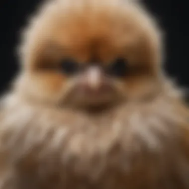 Fluffy Feathers of a Japanese Silkie Chick A close-up of a Japanese Silkie chick with fluffy feathers