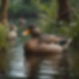 Ducks enjoying a natural habitat