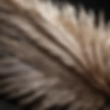 A close-up of a bird's feathers after a refreshing dust bath