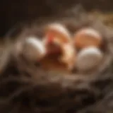 Vibrant hen laying eggs in a nest