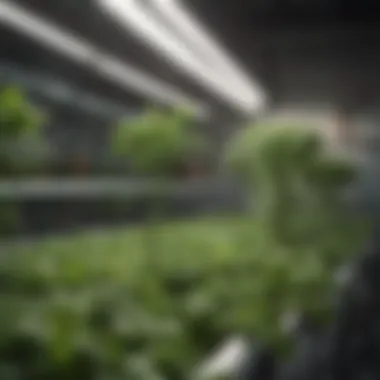 Various types of hydroponic systems in action